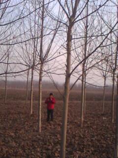 供應轉(zhuǎn)基因法桐小苗20公分法桐價格