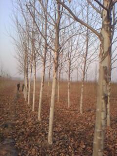 供應(yīng)2至30公分法桐8公分9公分