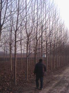 供應轉(zhuǎn)基因法桐小苗20公分法桐價格