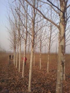 供應(yīng)9公分法桐價(jià)格