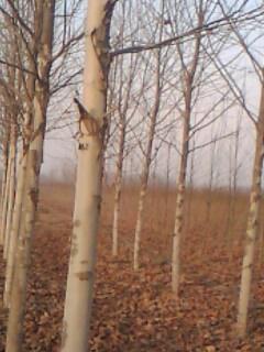 供應(yīng)2至30公分法桐8公分9公分