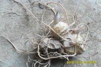 供應(yīng)黃精種苗