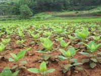 供应南方中药材种植基地图片