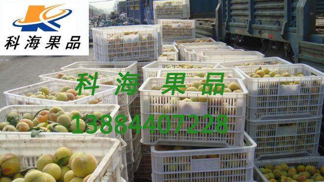 砀山优质黄桃原料/83黄桃原料基地图片