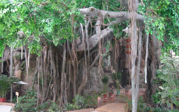 供應(yīng)用于酒店裝飾的菏澤生態(tài)園室內(nèi)榕樹(shù)