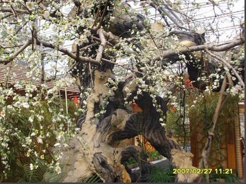 供應(yīng)假樹價格、假樹樣式/仿真假樹價格