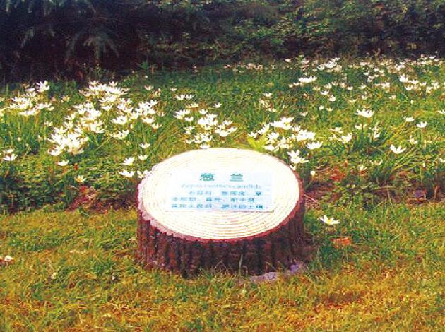 供應(yīng)野山坡園林上的設(shè)計(jì)搭配野山坡園林上假山假樹(shù)的設(shè)計(jì)搭配