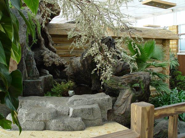 供應淄博假樹生態(tài)園假樹