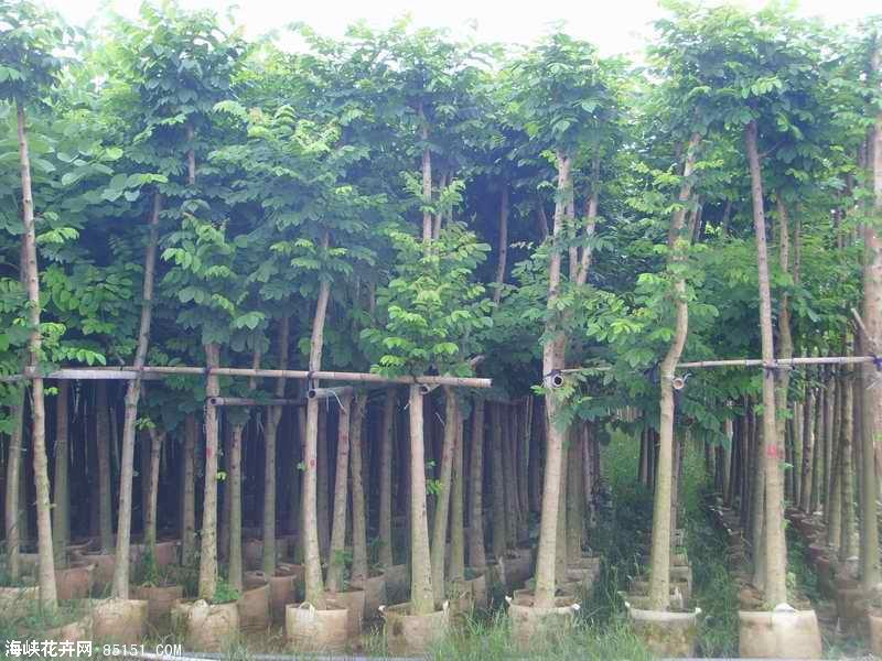 火焰木基地電話 漳州火焰木公司