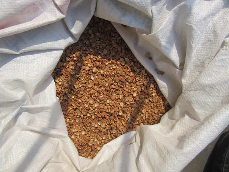 供應(yīng)酸棗殼廠家