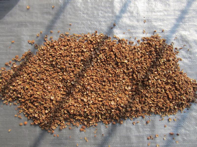 供應(yīng)酸棗殼廠家