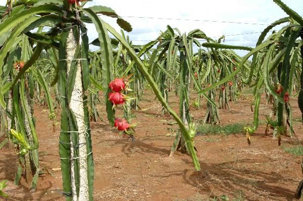 供應(yīng)火龍果苗木，物美價(jià)廉的火龍果苗木，火龍果苗木哪里有賣(mài)