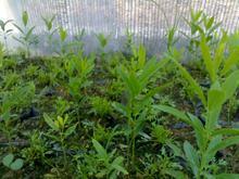 供應(yīng)北流新豐沉香苗