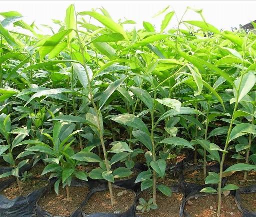 供應(yīng)土沉香，10萬小苗