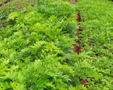 供應(yīng)海南黃花梨苗，海南優(yōu)質(zhì)黃花梨苗，海南黃花梨苗批發(fā)