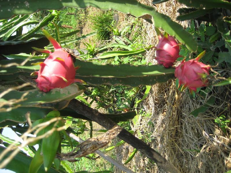 供應(yīng)紅龍果廣西紅龍果，紅龍果苗批發(fā)，紅龍果供應(yīng)