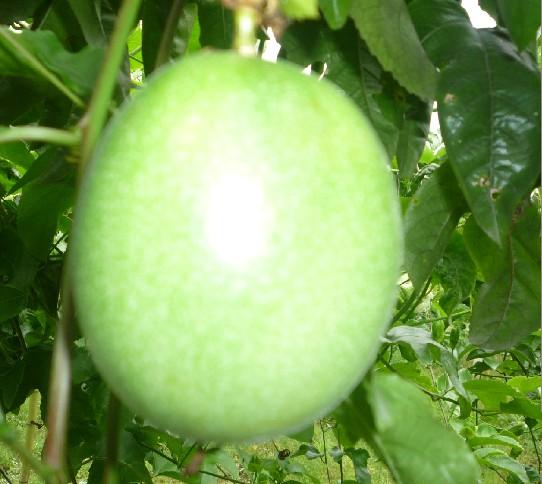 供應(yīng)北流新豐百香果