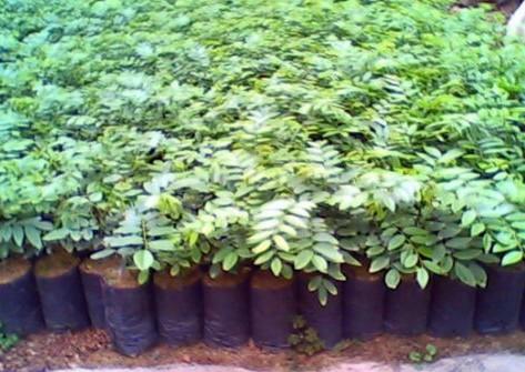 供應(yīng)白木香苗批發(fā)/白木香苗供應(yīng)