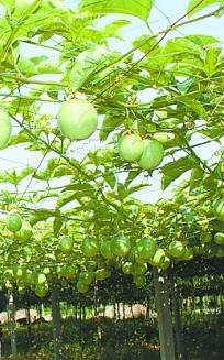 供应广西百香果果苗种植基地