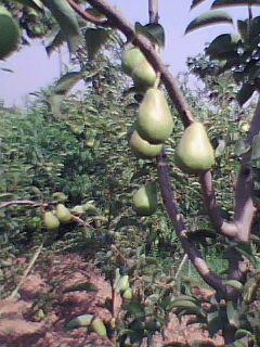 供應(yīng)海量河南優(yōu)質(zhì)早熟 一面紅梨55#60#