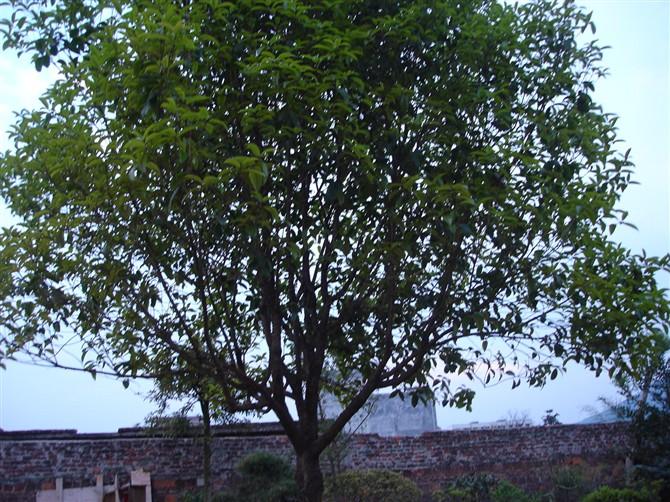 供應(yīng)桂花樹(shù)基地桂花樹(shù)供應(yīng)商
