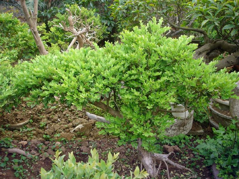 供應(yīng)黃楊盆景待處理