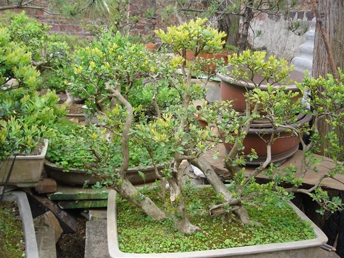 供應瓜子黃楊盆景價格盆栽