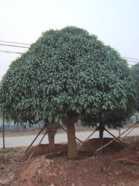 供應(yīng)桂花樹(shù)基地桂花樹(shù)供應(yīng)商