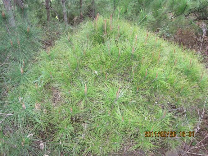 供應(yīng)松樹盆景生產(chǎn)基地