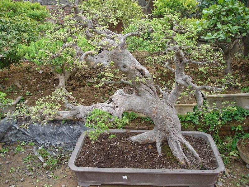 供應(yīng)黃楊盆景待處理