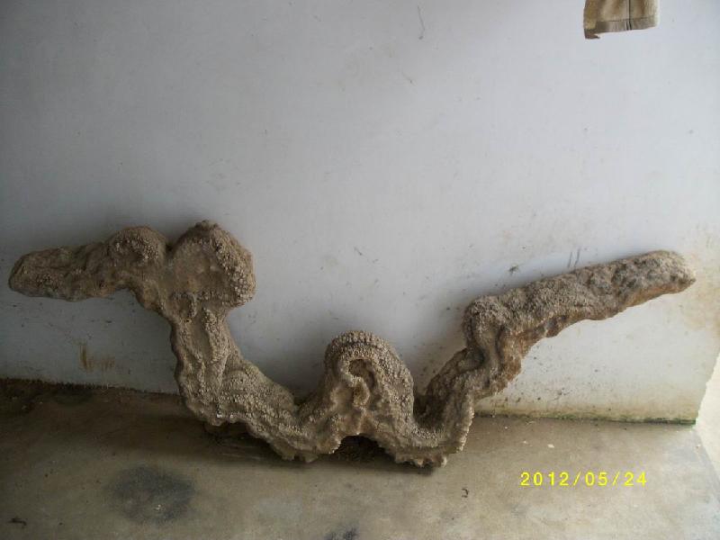 供應(yīng)鐘乳石龍?jiān)谘矍?  src=