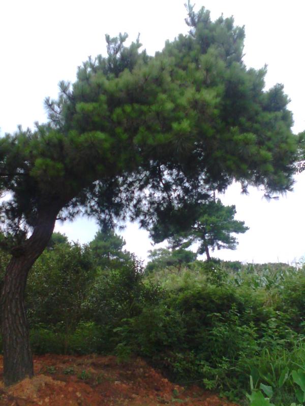 供應(yīng)40公分松樹