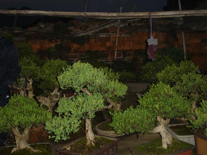 供應(yīng)黃楊盆景的養(yǎng)護(hù)