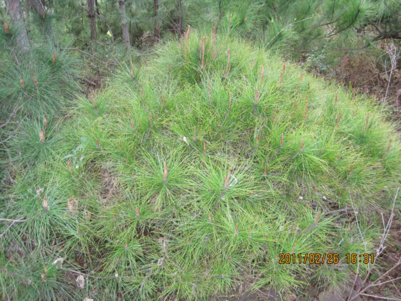 供應(yīng)松樹生產(chǎn)基地