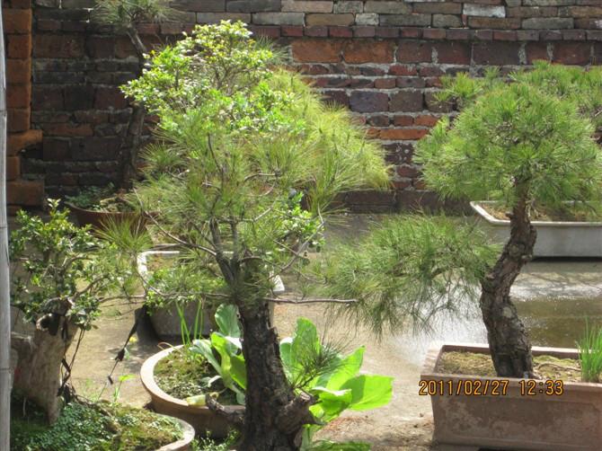 供應(yīng)松樹生產(chǎn)基地