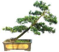 供應(yīng)松樹生產(chǎn)基地