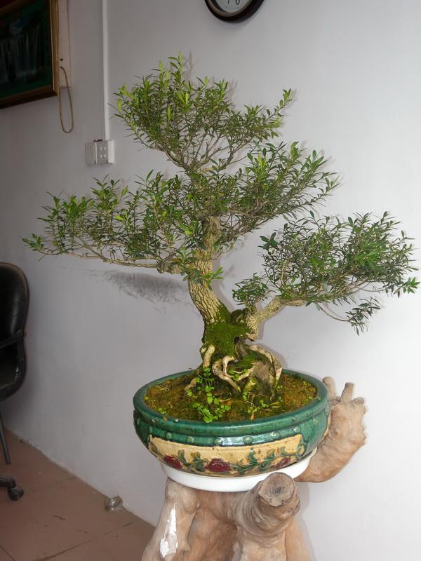 供應(yīng)黃楊盆景的種植養(yǎng)護(hù)