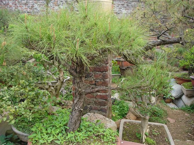 供應(yīng)松樹盆景生產(chǎn)基地