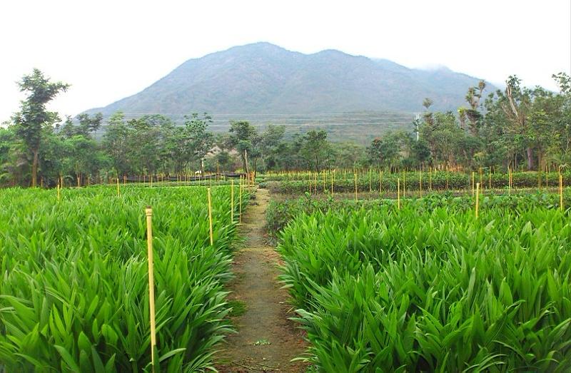 供应海南沉香苗圃种植公司—海南沉香苗批发—海南强绿苗圃图片