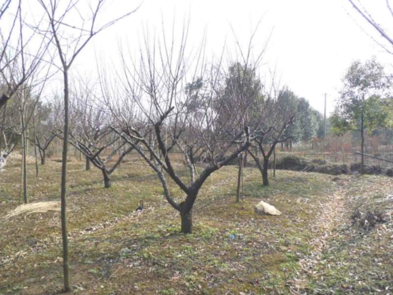 供應(yīng)紅葉石楠樹價(jià)格