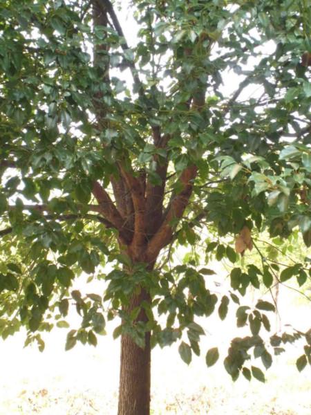 供應(yīng)18公分香樟樹哪里*