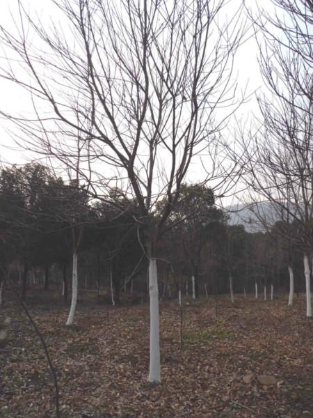 供應(yīng)大量10-15公分無(wú)患子