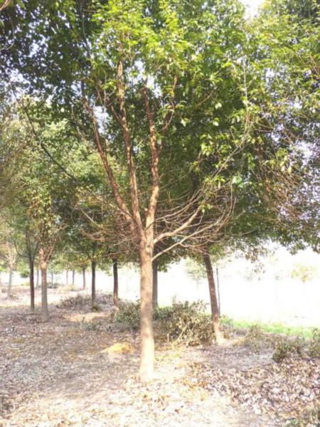 供應(yīng)18公分香樟樹哪里*