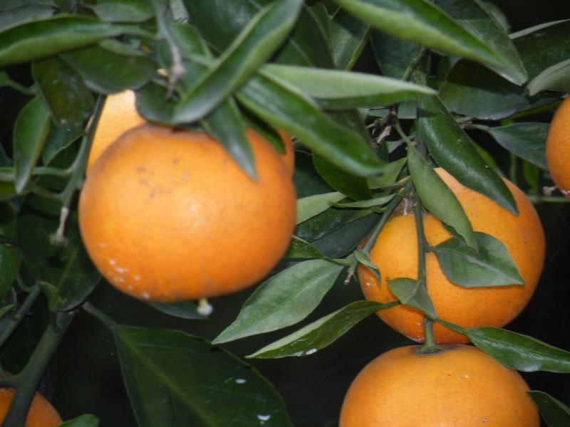 供應(yīng)橘子苗木