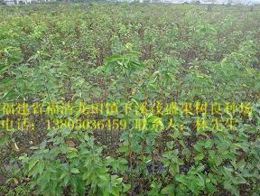 供應(yīng)青花梨