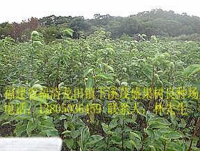 供應(yīng)青花梨