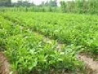 供應(yīng)蜜柚苗