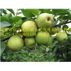 供應各品種梨苗