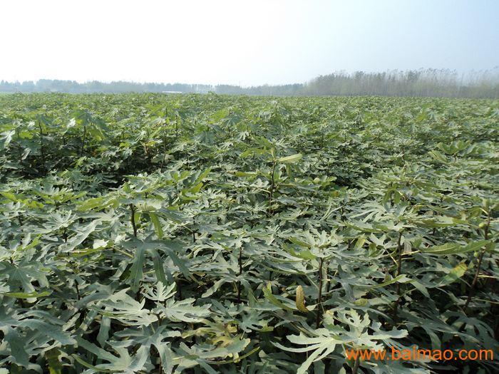 各類(lèi)無(wú)花果苗圖片