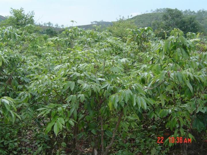 龍眼苗木圖片/龍眼苗木樣板圖 (2)